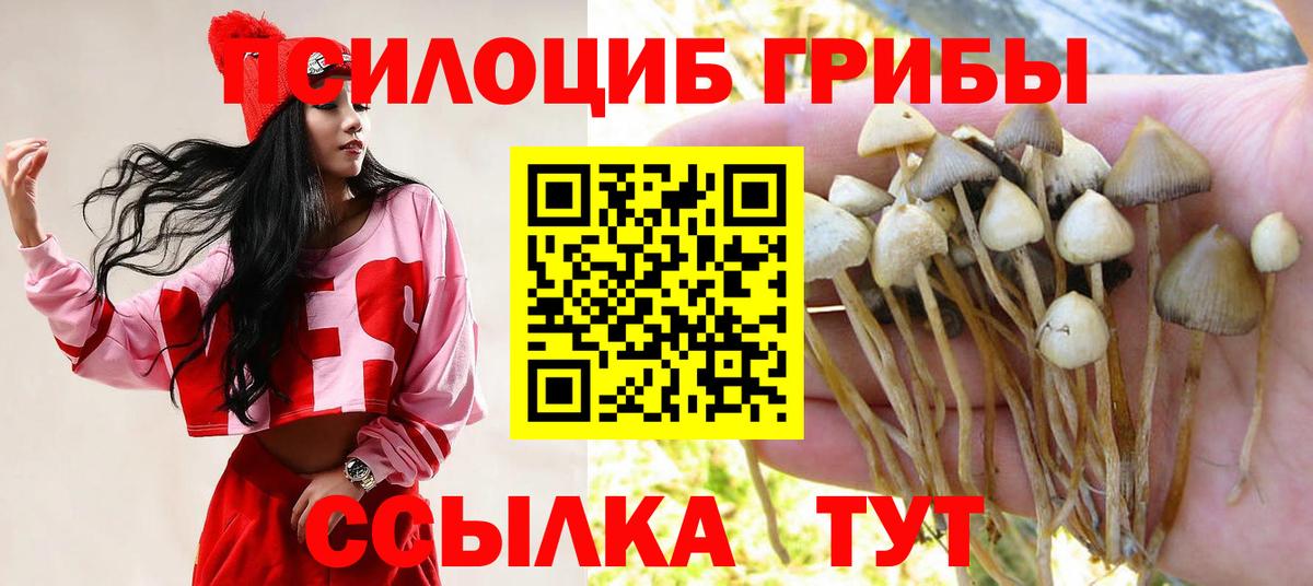 Псилоцибиновые грибы Psilocybe Крымск